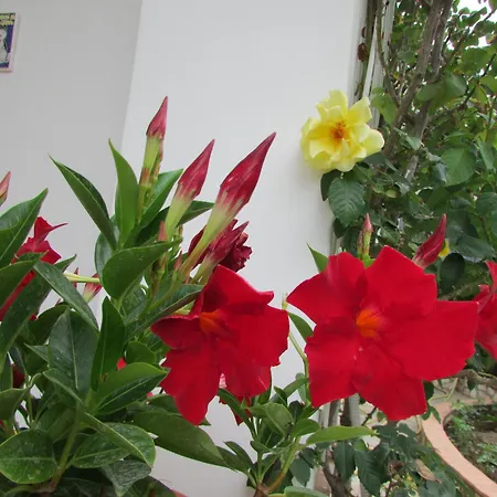 Casa Palazzo A Mare * Capri