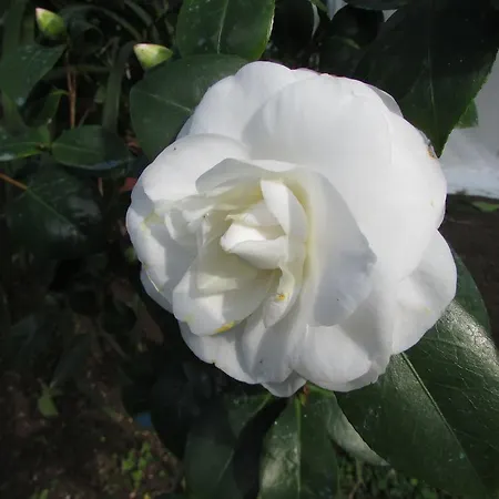 Casa Palazzo A Mare Апартаменты *