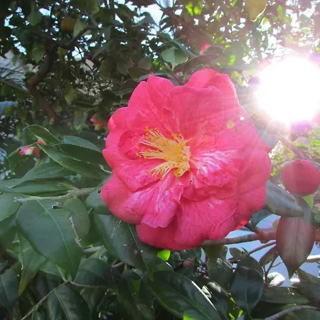 Casa Palazzo A Mare * Капри