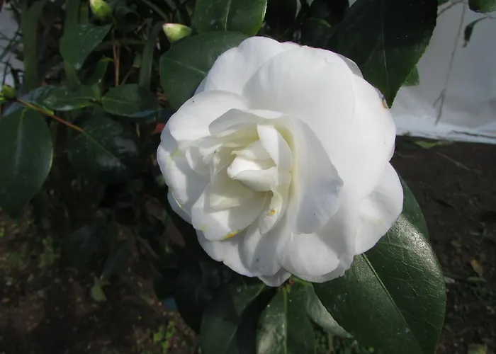 Casa Palazzo A Mare 公寓 *