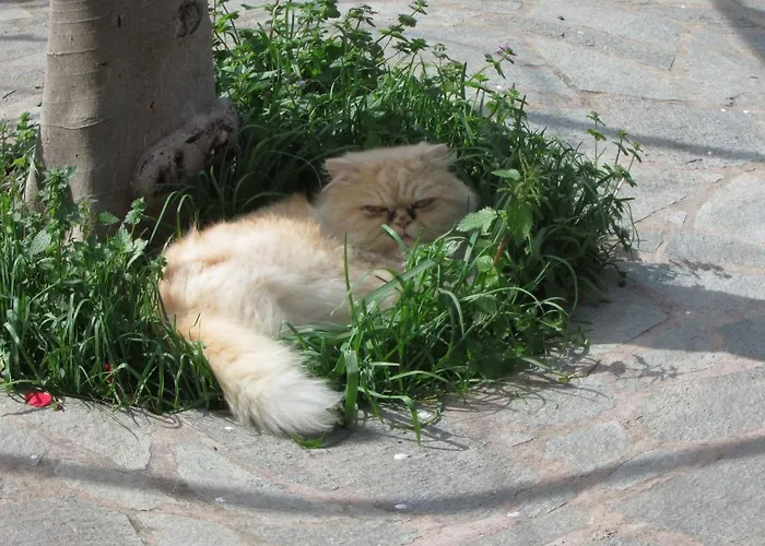 Casa Palazzo A Mare * 卡普里