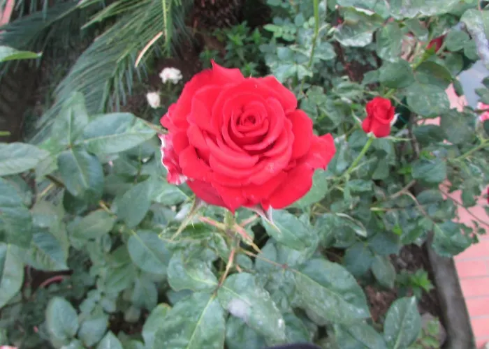 Casa Palazzo A Mare 公寓 *