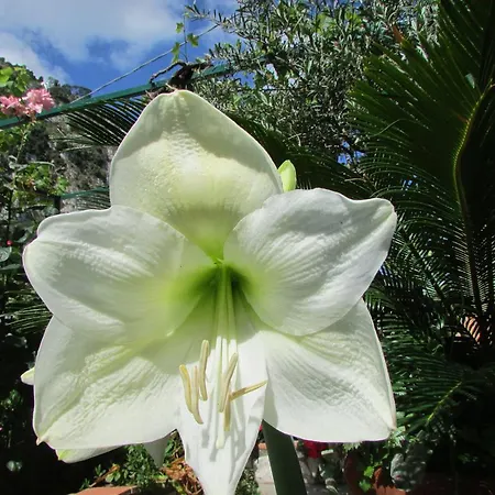 Casa Palazzo A Mare كابري