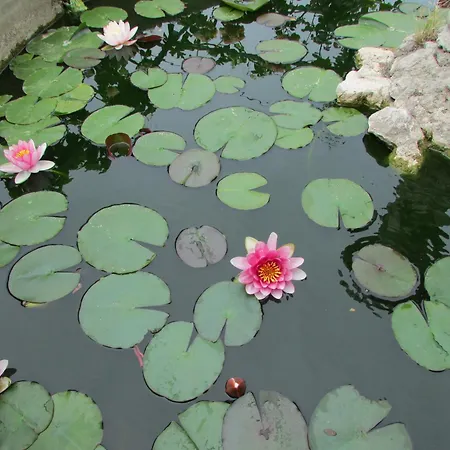 Daire Casa Palazzo A Mare Capri