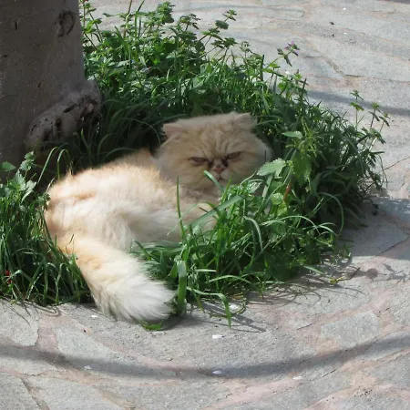 Casa Palazzo A Mare * Capri