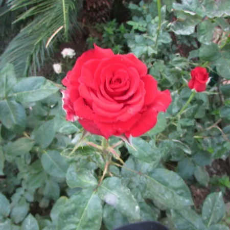 Casa Palazzo A Mare Daire *