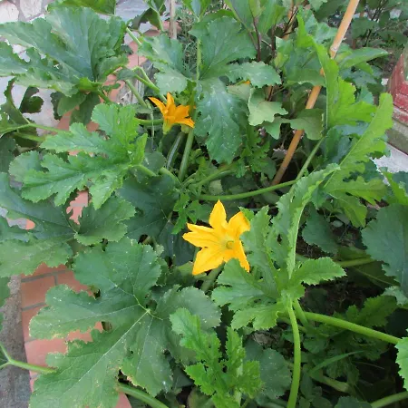 Casa Palazzo A Mare Daire *