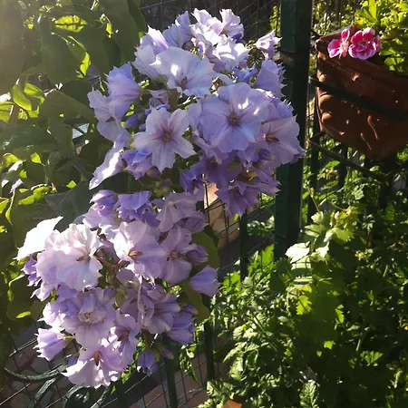 Bed and breakfast Palazzo A Mare